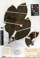 Isotype of Pavetta robusta Bremekamp [family RUBIACEAE]