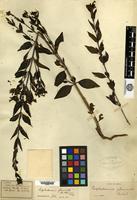 Type? of Leptodermis glomerata Hutchinson [family RUBIACEAE]