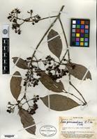 Type of Ixora greenwoodiana A. C. Smith [family RUBIACEAE]