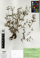 Isotype of Hedyotis pahompokae Fukuoka [family RUBIACEAE]