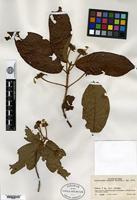 Type? of Guettarda comata Standley [family RUBIACEAE]