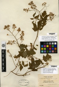 Syntype of Serjania confertiflora Radlkofer var. dasycephala Radlkofer [family SAPINDACEAE]