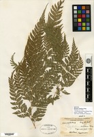Isotype of Rumohra simulans Ching [family ASPIDIACEAE]