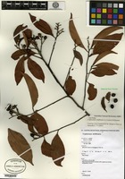Isotype of Cryptocarya whiffiniana Le Cussan & B. Hyland [family LAURACEAE]