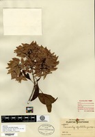 Isotype of Cosmocalyx spectabilis Standley [family RUBIACEAE]