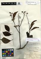 Isotype of Trachelospermum philippinense Elmer [family APOCYNACEAE]