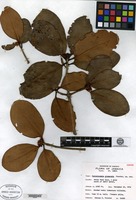 Isotype of Ternstroemia glomerata Proctor [family THEACEAE]
