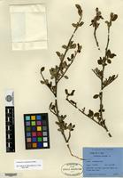 Isotype of Cotoneaster sanguineus T. T. Yü [family ROSACEAE]