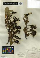 Holotype of Prunus virginiana Linnaeus f. xanthocarpa Sargent [family ROSACEAE]