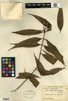 Isotype of Ixora iteophylla Bremekamp [family RUBIACEAE]