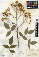 Type of Rosa filipes Rehder & E. H. Wilson [family ROSACEAE]