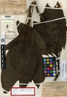 Isotype of Charpentiera australis Sohmer [family AMARANTHACEAE]