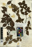 Syntype of Photinia subumbellata Rehder & E. H. Wilson [family ROSACEAE]