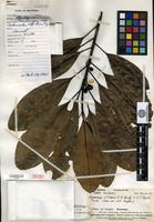 Holotype of Degeneria vitiensis I. W. Bailey & A. C. Smith [family DEGENERIACEAE]