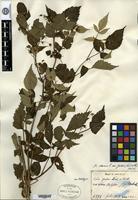 Isotype of Rubus yabei H. Léveillé & Vaniot [family ROSACEAE]