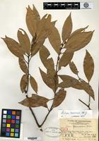 Type of Litsea greenmaniana C. K. Allen [family LAURACEAE]