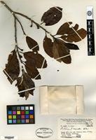 Type of Litsea crenata C. K. Allen [family LAURACEAE]