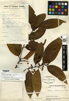 Holotype of Litsea solomonensis C. K. Allen [family LAURACEAE]