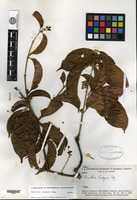 Isotype of Banisteriopsis krukoffii B. Gates [family MALPIGHIACEAE]