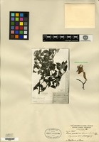 Type of Pyrus spectabilis Aiton var. albescens H. Léveillé [family ROSACEAE]
