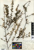 Type of Spiraea hypericifolia L. var. hupehensis Rehder [family ROSACEAE]