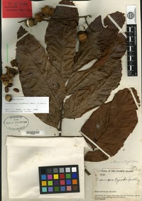 Holotype of Cupaniopsis kajewskii Merrill & L. M. Perry [family SAPINDACEAE]