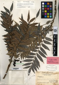 Holotype of Lepisanthes unilocularis Leenhouts [family SAPINDACEAE]