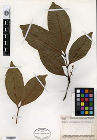 Isotype of Matayba sororopaniana Steyermark [family SAPINDACEAE]