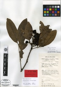 Isotype of Rhysotoechia obtusa B. Etman [family SAPINDACEAE]
