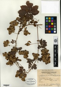 Isotype of Serjania meridionalis Cambessedes var. odonellii F. A. Barkley [family SAPINDACEAE]
