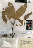 Isotype of Quercus hintonii E. F. Warburg [family FAGACEAE]