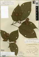 Isosyntype of Adina indivisa Lace [family RUBIACEAE]