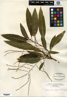 Type of Charpentiera obovata Gaudichaud var. elliptica Hillebrand [family AMARANTHACEAE]
