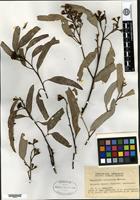 Isotype of Eucalyptus siderophloia Bentham f. decorticans F. M. Bailey [family MYRTACEAE]