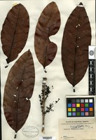 Type of Linociera pachyphylla Merrill [family OLEACEAE]