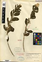 Isotype of Catharanthus roseus Linnaeus & G. Don var. flavus Tsiang [family APOCYNACEAE]