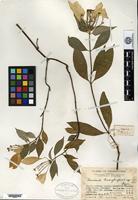 Type of Mussaenda kwangtungensis H. L. Li [family RUBIACEAE]