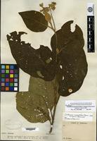 Type? of Solanum mesopliarthrum Pittier [family SOLANACEAE]