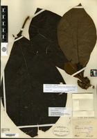 Lectotype of Timonius hirsutus Merrill [family RUBIACEAE]