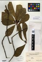 Isotype of Timonius pachyphyllus Merrill [family RUBIACEAE]