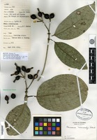 Isotype of Coussarea macrocalyx Standley [family RUBIACEAE]