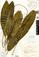 Isotype of Charpentiera densiflora Sohmer [family AMARANTHACEAE]