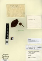 Lectotype of Nauclea cumingiana Vidal [family RUBIACEAE]