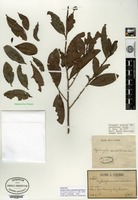 Isotype of Erythroxylum cambodianum Pierre [family ERYTHROXYLACEAE]