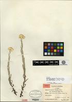 Isotype of Anaphalis bicolor (Franchet) Diels var. subconcolor Handel-Mazzetti [family ASTERACEAE]