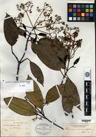 Holotype of Viburnum cinnamomifolium Rehder [family CAPRIFOLIACEAE]