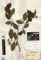 Type of Pyrus mokpoensis H. Léveillé [family ROSACEAE]
