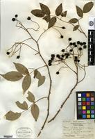 Type of Rosa filipes Rehder & E. H. Wilson [family ROSACEAE]
