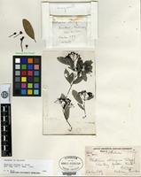 Holotype of Photinia obliqua Stapf [family ROSACEAE]