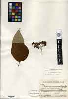 Type of Hydrangea macrocarpa Handel-Mazzetti [family HYDRANGEACEAE]
